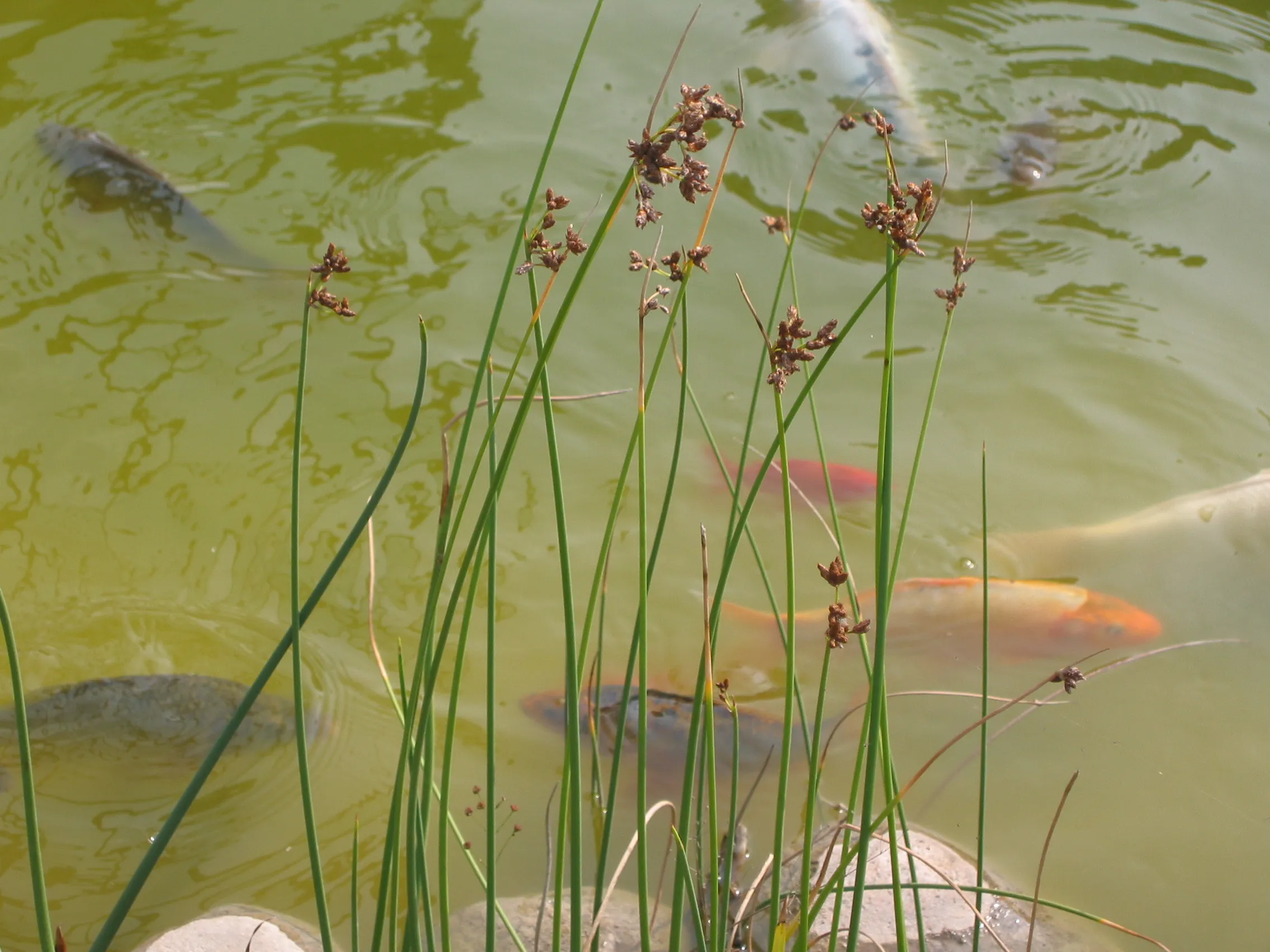 Representative orange-and-white koi viewed through dark pond water