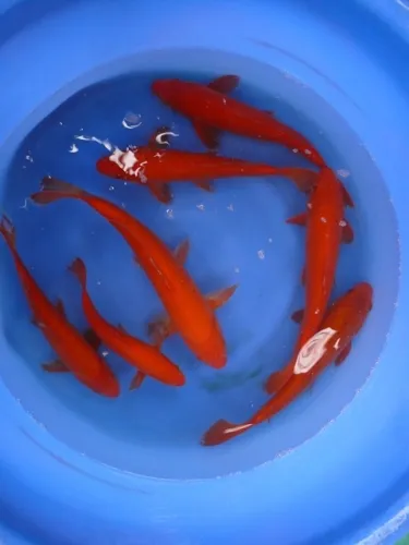 Representative red koi viewed from above in a blue holding tub