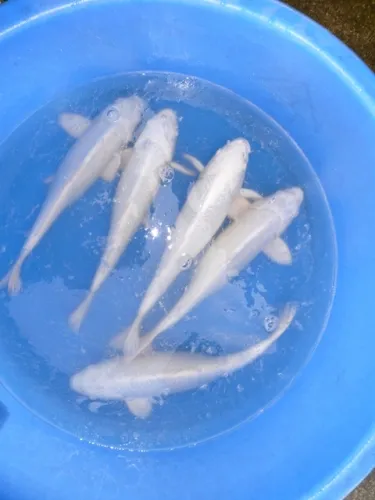 Representative silver-white koi viewed from above in a blue holding tub